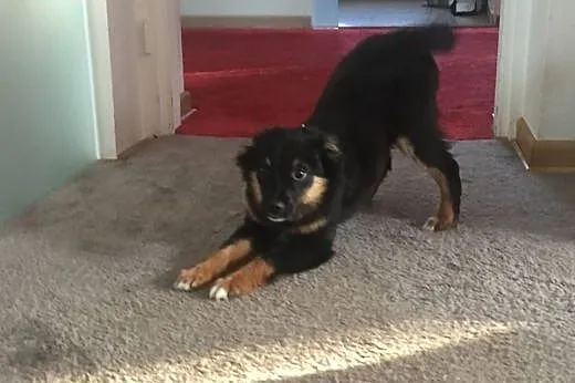 Axel, 4 miesięczne CUDO, piękny szczeniak wychowyw
