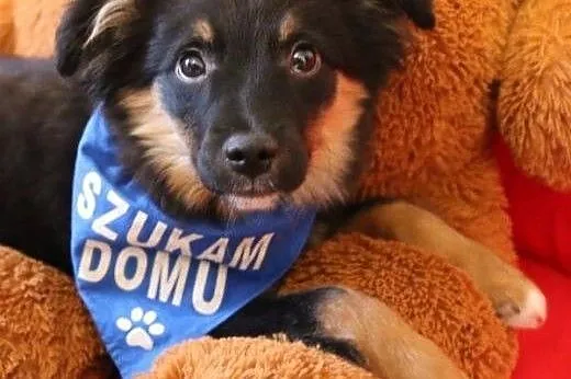 Axel, 4 miesięczne CUDO, piękny szczeniak wychowyw