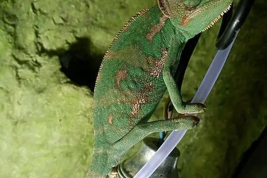 Kameleon jemeński, Mazowieckie, Ostrołęka