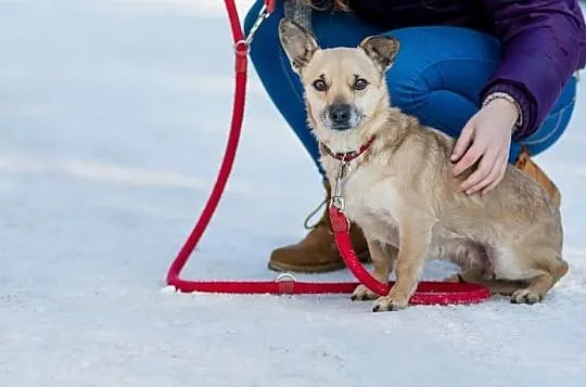 Nieduża, beżowa piękność, kochająca ludzi Beksa do adopcji!