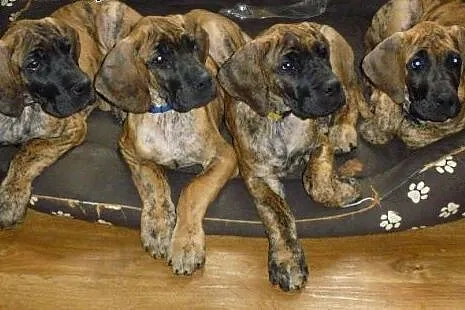 Brindle puppies Great Dane with pedigree ,  Dog ni