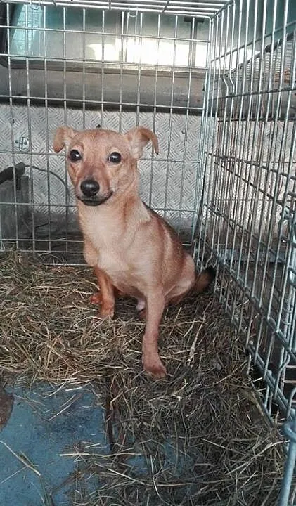 Piesek mix do adopcji, mazowieckie Żyrardów