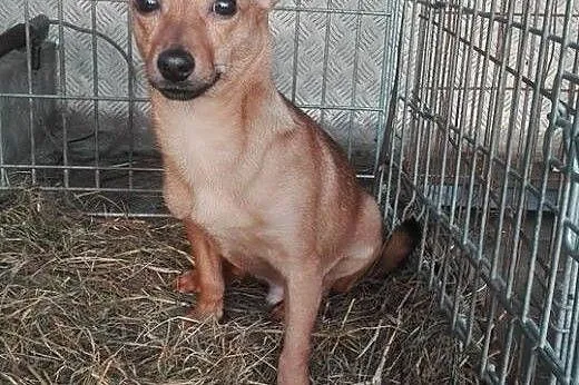 Piesek mix do adopcji,  mazowieckie Żyrardów