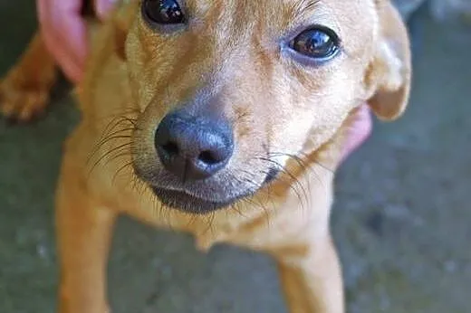 Piesek mix do adopcji,  mazowieckie Żyrardów