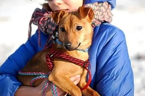 Piesek mix do adopcji,  mazowieckie Żyrardów
