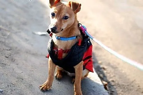 Piesek mix do adopcji,  mazowieckie Żyrardów