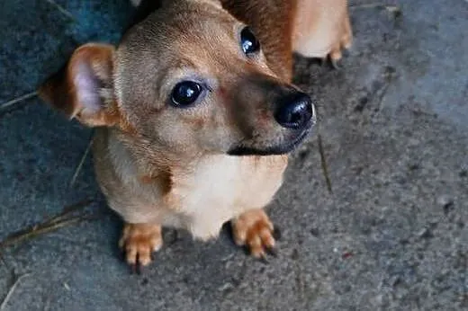 Piesek mix do adopcji,  mazowieckie Żyrardów