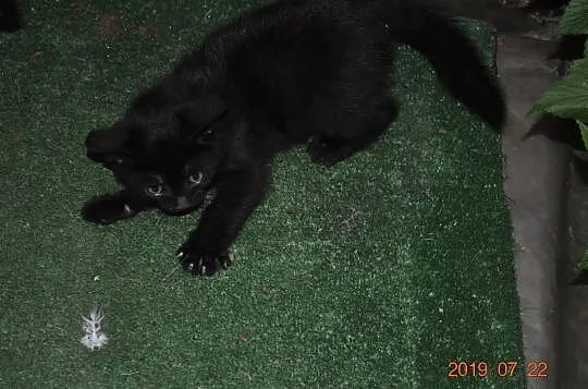 Miły czarny kotek za darmo, Nowy Dwór Gdański