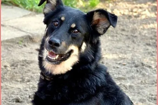 Wesoła, błyskotliwa i energiczna suczka do adopcji! ,  lubuskie Zielona Góra