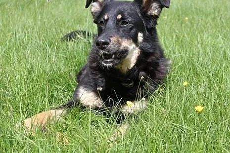 Wesoła, błyskotliwa i energiczna suczka do adopcji