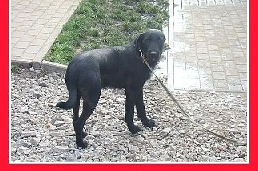14 kg,młody,roczny,wesoły,łagodny,przyjazny,terierkowaty piesek TERIKO.Adopcja,  małopolskie Kraków