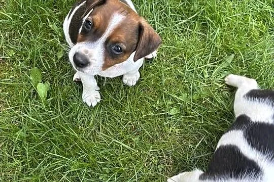 Jack Russell Terrier szczeniaki, Małopolskie, Bachowice