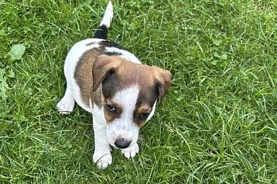 Jack Russell Terrier szczeniaki, Małopolskie, Bachowice