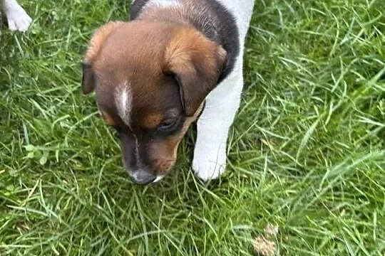 Jack Russell Terrier szczeniaki, Małopolskie, Bachowice