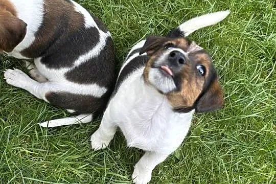 Jack Russell Terrier szczeniaki, Małopolskie, Bachowice