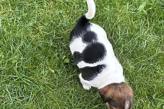 Jack Russell Terrier szczeniaki, Małopolskie, Bachowice