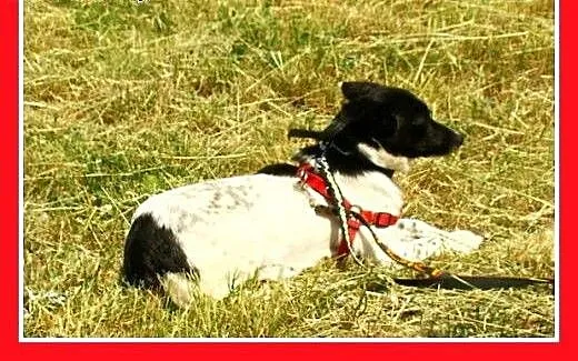 5kg,mała,łagodna,delikatna ,grzeczna suczka RABCIA