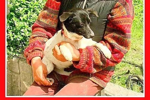 5kg,mała,łagodna,delikatna ,grzeczna suczka RABCIA