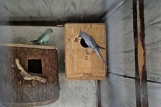 Papugi aleksandretta, Śląskie, Dąbrowa Górnicza