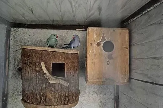Papugi aleksandretta, Śląskie, Dąbrowa Górnicza