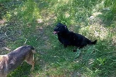 Przygarnij Gustawa i odmień jego życie,  Kundelki 
