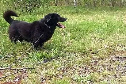 Przygarnij Gustawa i odmień jego życie,  Kundelki 