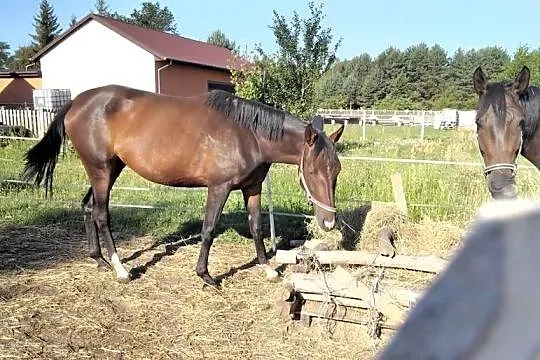 Klacz