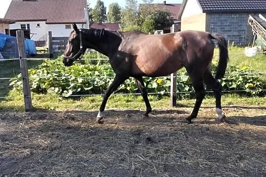 Klacz, Świętokrzyskie, Kurzacze