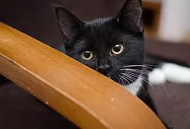 KOT: Mięta z Fundacji Miasto Kotów, przepiękna kot, Piotrków Trybunalski