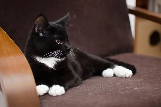 KOT: Mięta z Fundacji Miasto Kotów, przepiękna kot, Piotrków Trybunalski