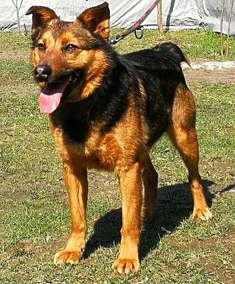 MISIEK - fajny, 4-letni psiak uratowany z łańcucha; do adopcji, łódzkie Łódź, Łódzkie, Łódź