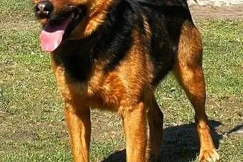 MISIEK - fajny, 4-letni psiak uratowany z łańcucha; do adopcji,  łódzkie Łódź, Łódzkie, Łódź
