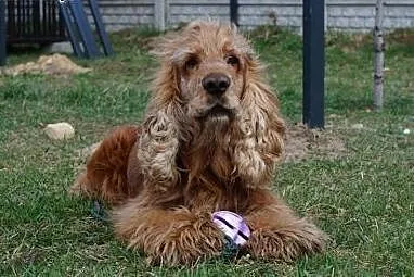 Kochany Spajki do adopcji ,  mazowieckie Warszawa