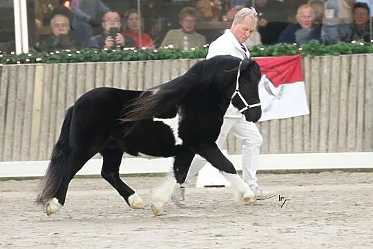 Licencjonowany ogier szetlandzki standard, , Owińska