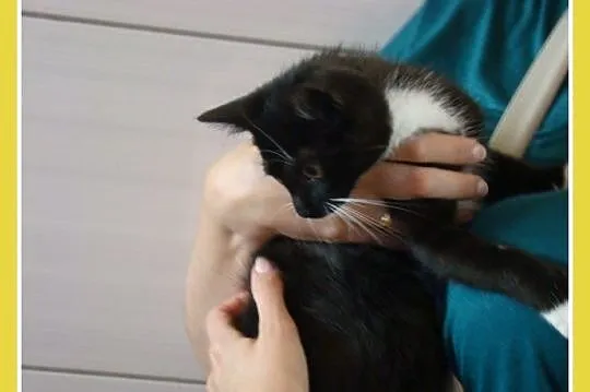 2,5 miesięczna kociczka trójłapka,wesoła,miziasta_Adopcja_