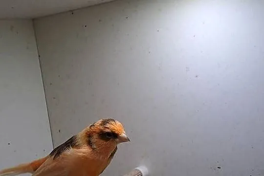 Witam mam na sprzedaż kanarka, Małopolskie, Wawrzeńczyce