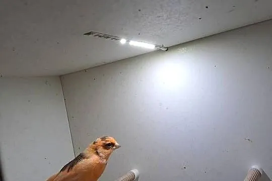 Witam mam na sprzedaż kanarka, Małopolskie, Wawrzeńczyce