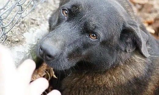 TOSIA bardzo pilnie szuka kochającego domu!, Kund