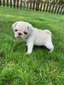 Szczeniaki Mopsa  Whatsapp +447506188115   Szczeniaki Mopsa