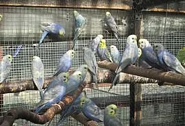Papużki faliste tęczowe