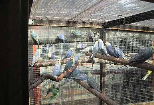 Papużki faliste tęczowe