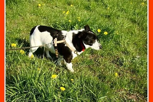 Mały,łaciaty sympatyczny PEPE, przyjazny i łagodny_Adopcja
