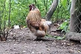 Sprzedam koguta , kaczkę , kaczory , gąsiora