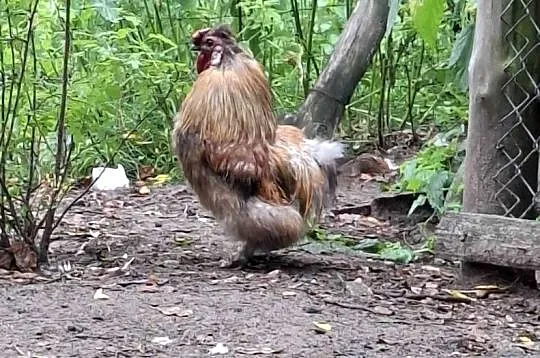 Sprzedam koguta , kaczkę , kaczory , gąsiora