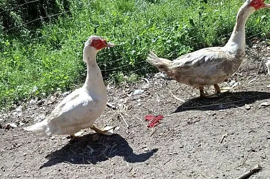 Sprzedam koguta , kaczkę , kaczory , gąsiora, Wielkopolskie, Boruja Kościelna