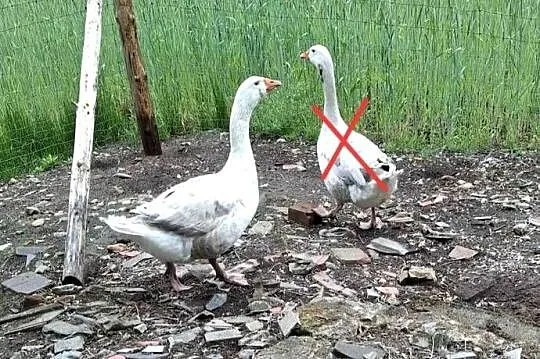 Sprzedam koguta , kaczkę , kaczory , gąsiora, Wielkopolskie, Boruja Kościelna