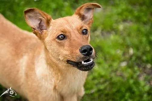 Bunia- łagodna nieduża sunia do adopcji,  lubelski