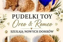 Mini pudelki toy Romeo Oreo b.genetyczne