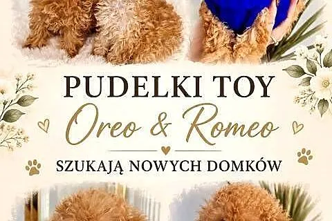 Mini pudelki toy Romeo Oreo b.genetyczne, Podkarpackie, Jasło