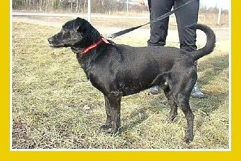 Wielkie serce,oryginalna uroda,łagodny,tulaśny pie